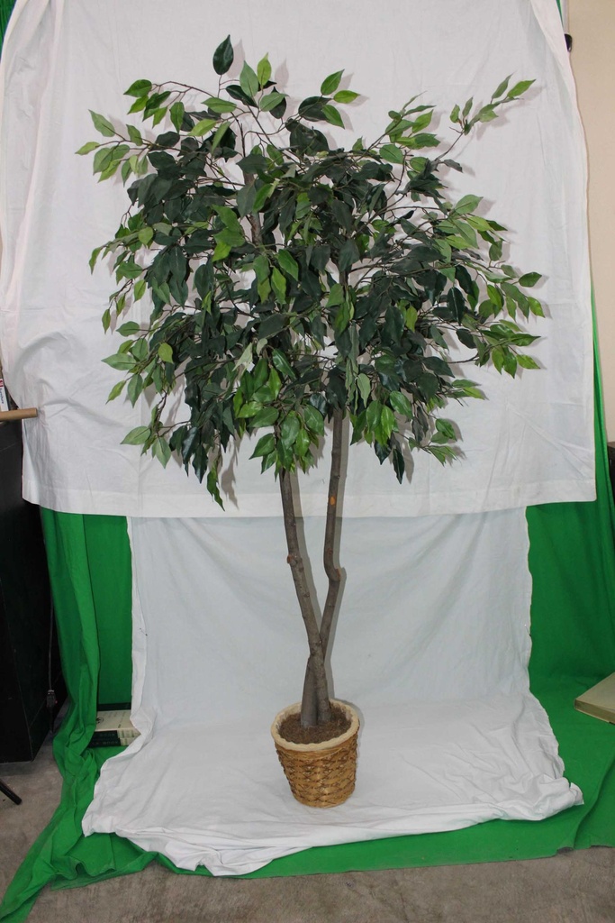 Ficus Tree #1
