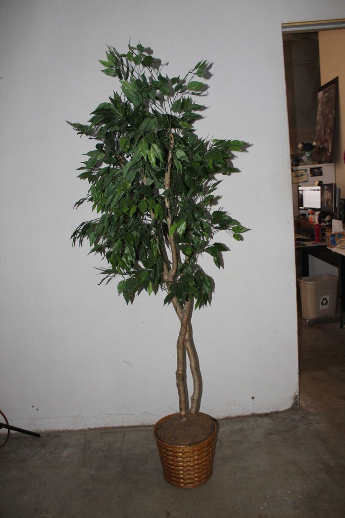 Ficus Tree #2