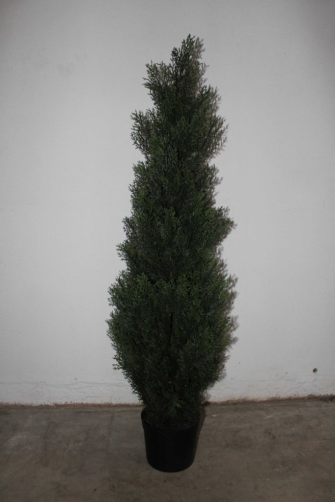 Dwarf Evergreen