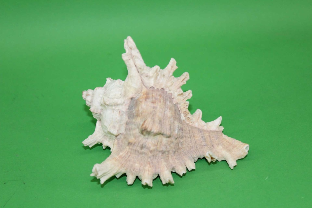 Conch Shell