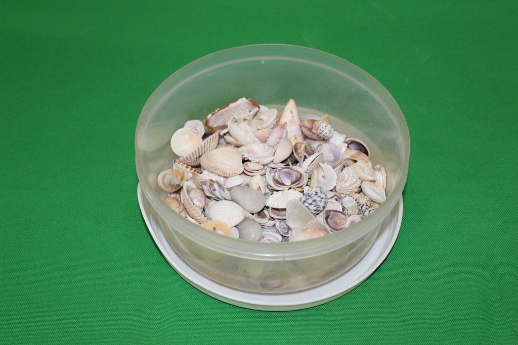 Seashells