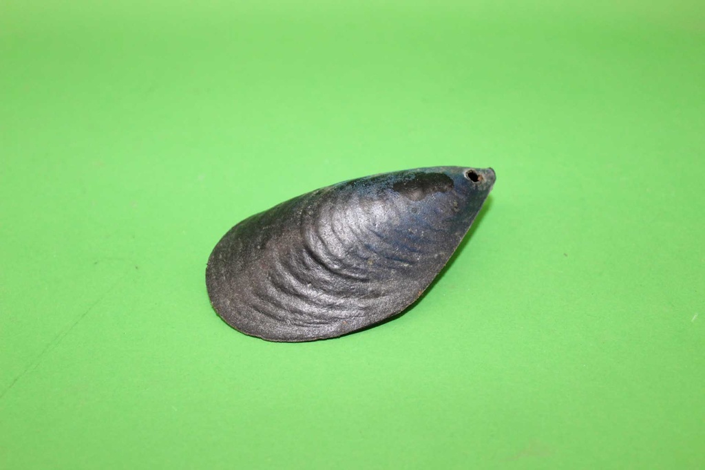 Mussel