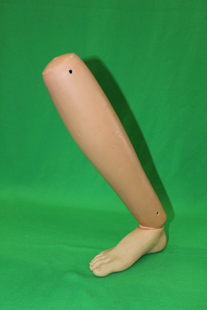 Human Leg