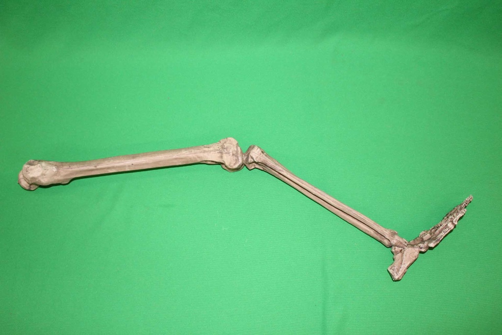 Human Skeleton Leg