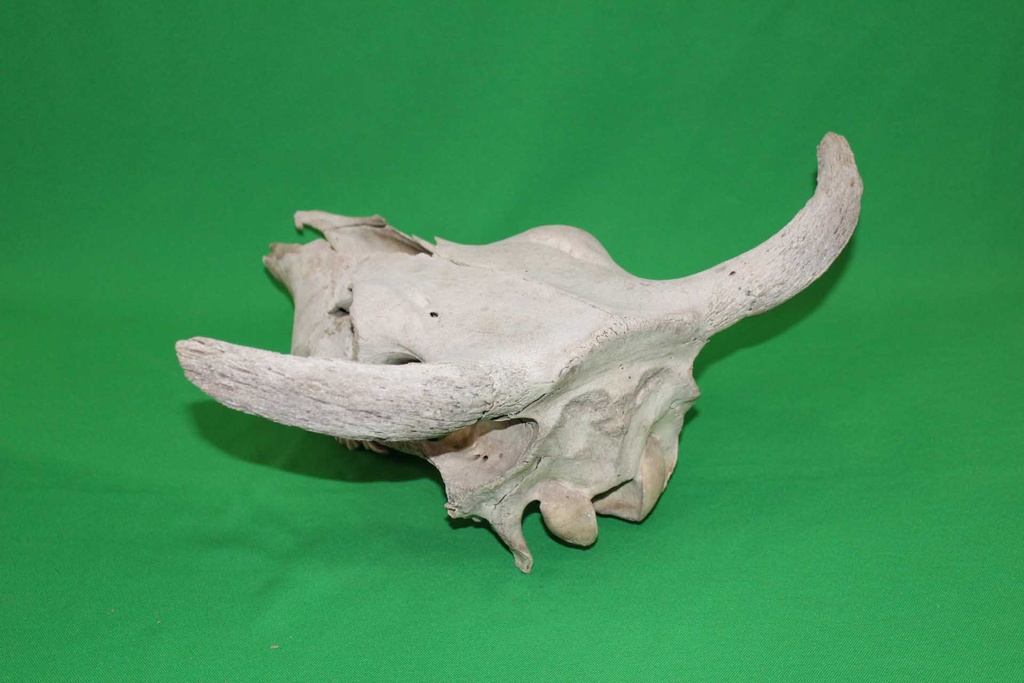 Cow Skull