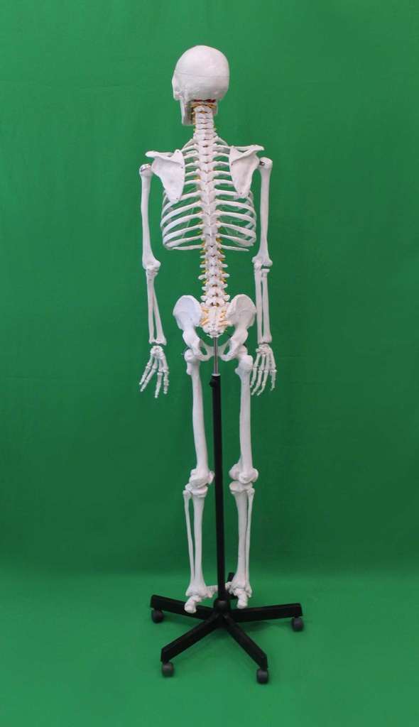 Medical Skeleton