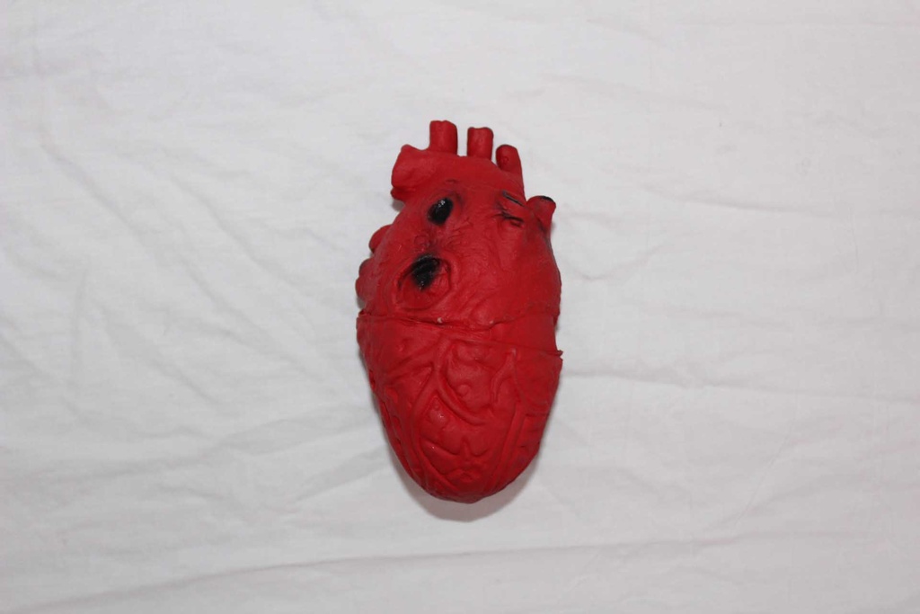 Human Heart