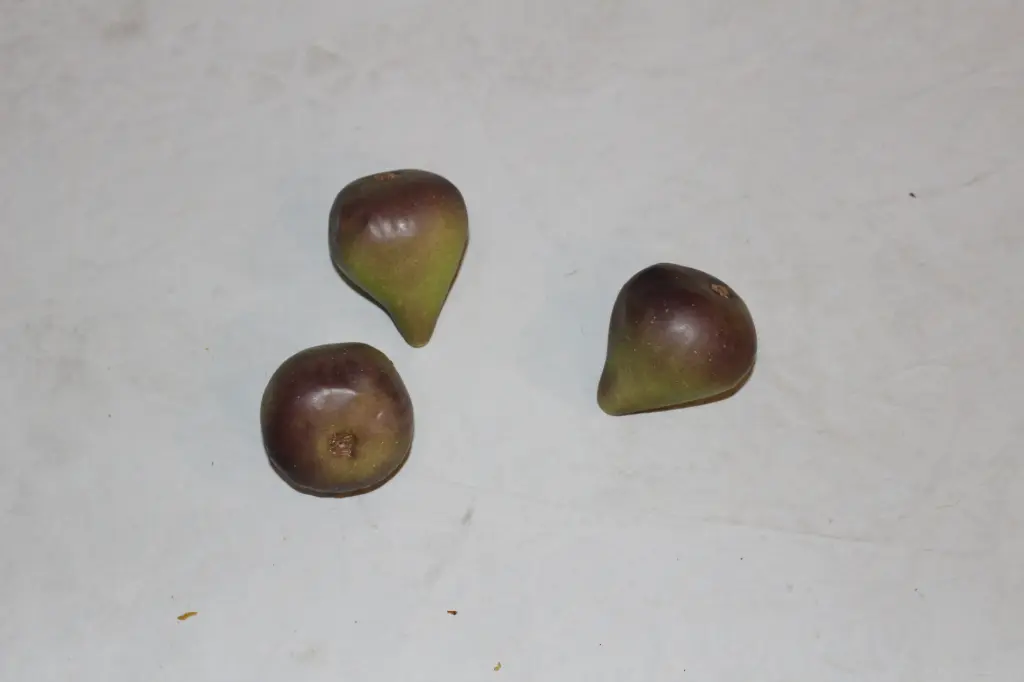 Fig