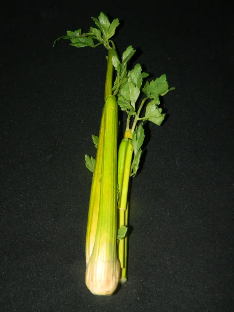 Celery Bunch