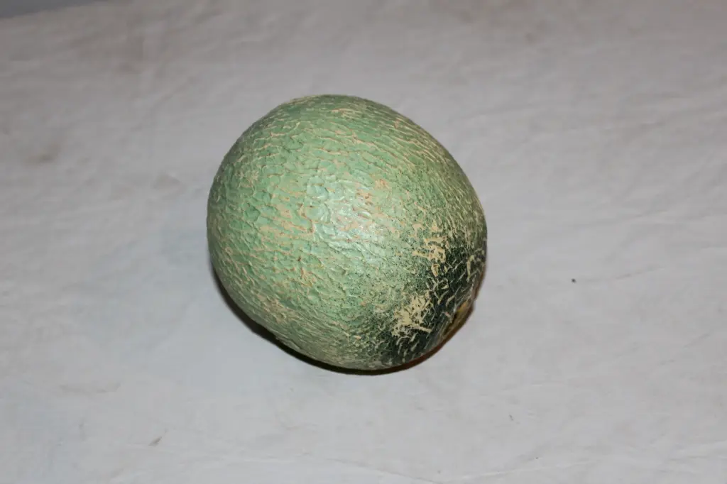 Honeydew Melon