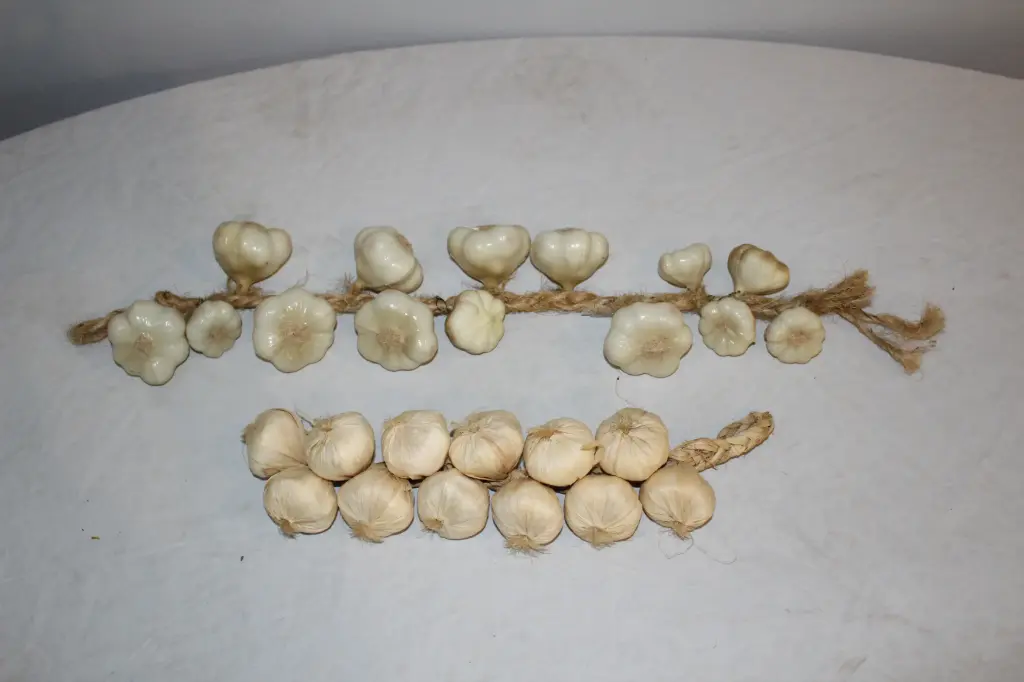 String of Garlic
