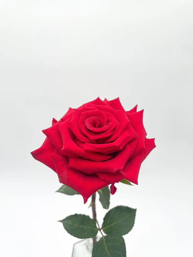 Rose Red - Other