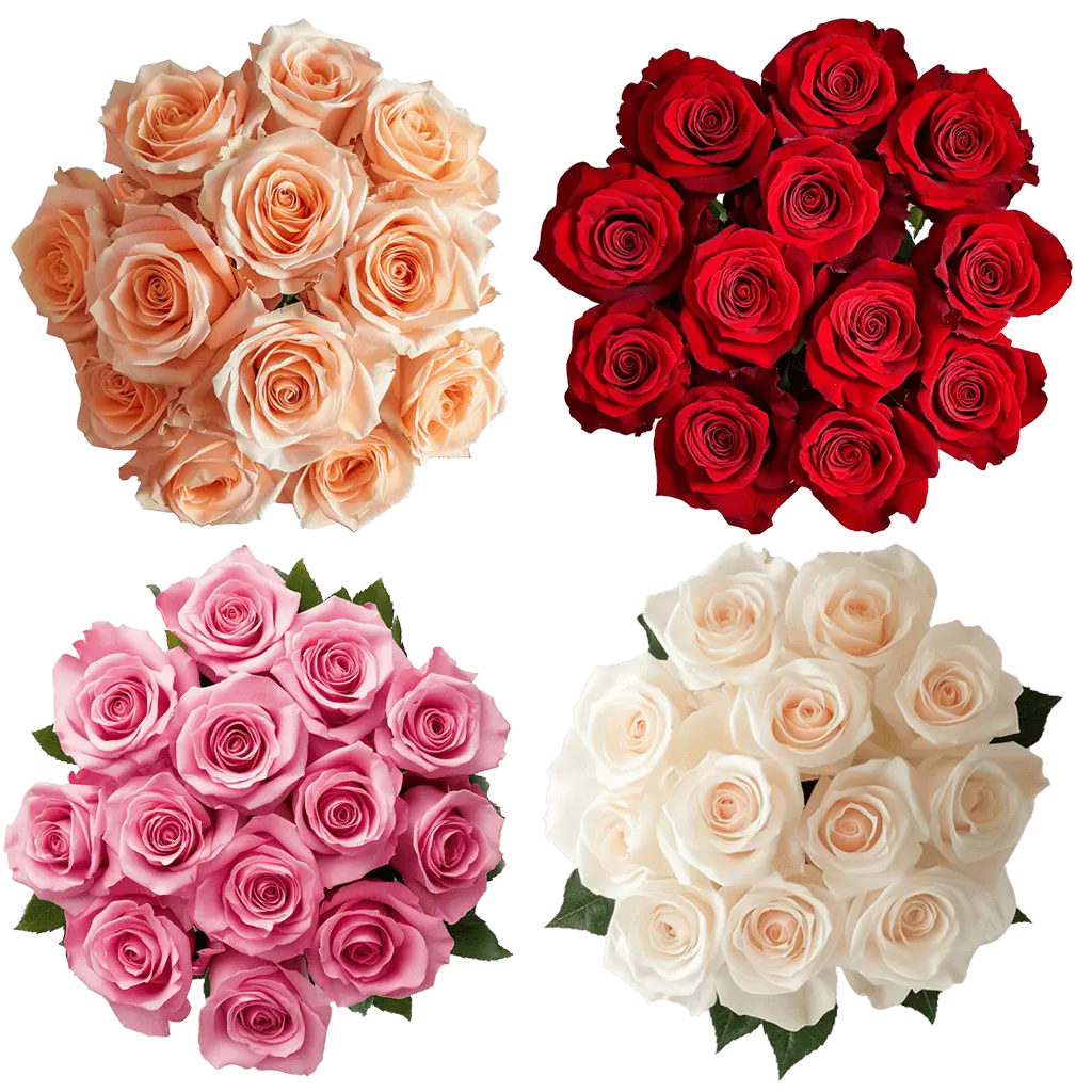 Rose - Color Premium