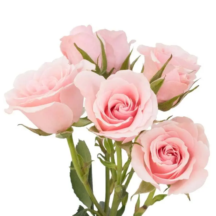Spray Rose
