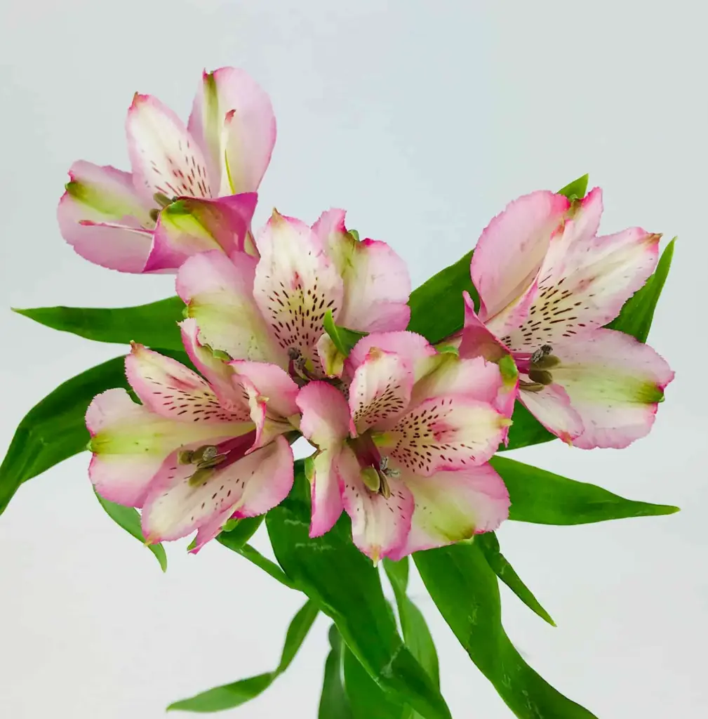 Alstroemeria - Premium