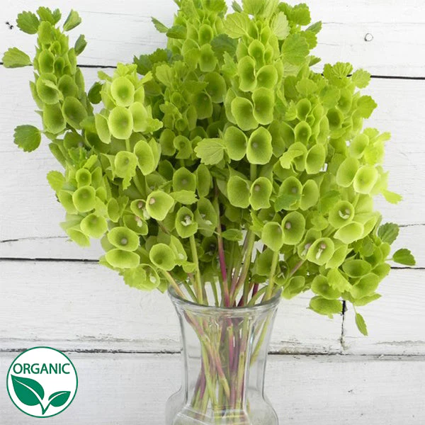 Bells of Ireland - Moluccella