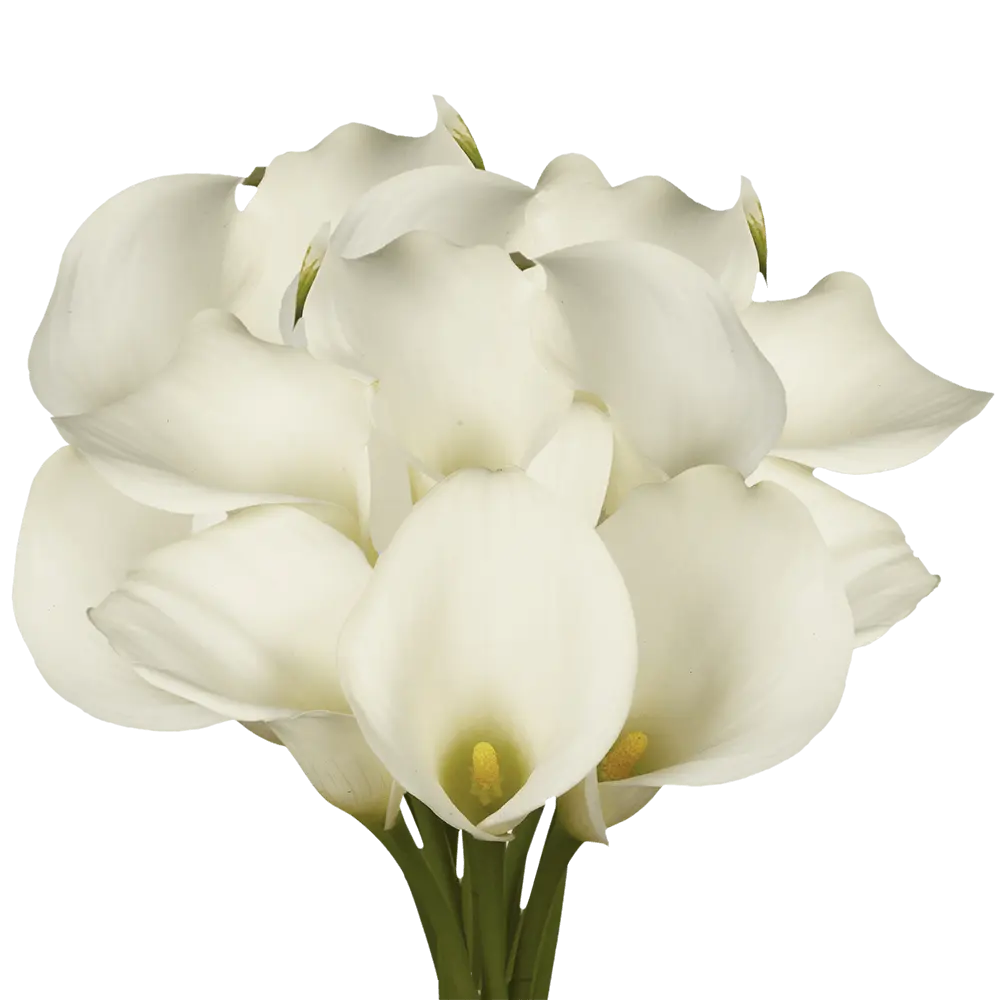 Calla Lillies - Standard