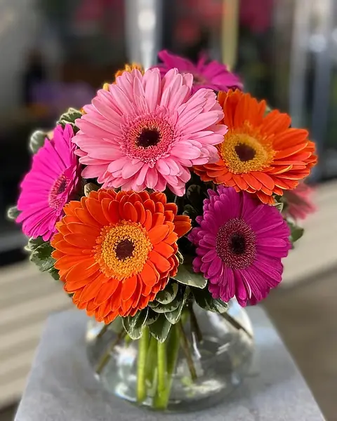 Gerbera Daisy