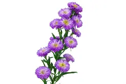 Aster Duplo Carnival