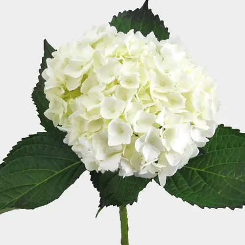Hydrangea - White or Blue