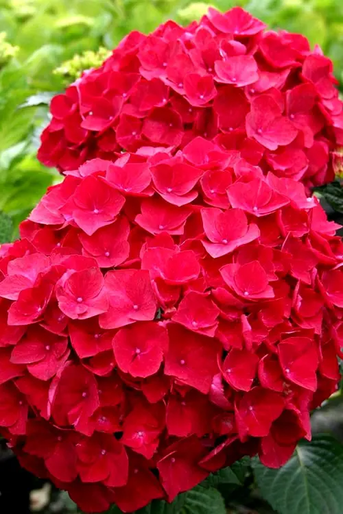 Hydrangea - Color (Red)