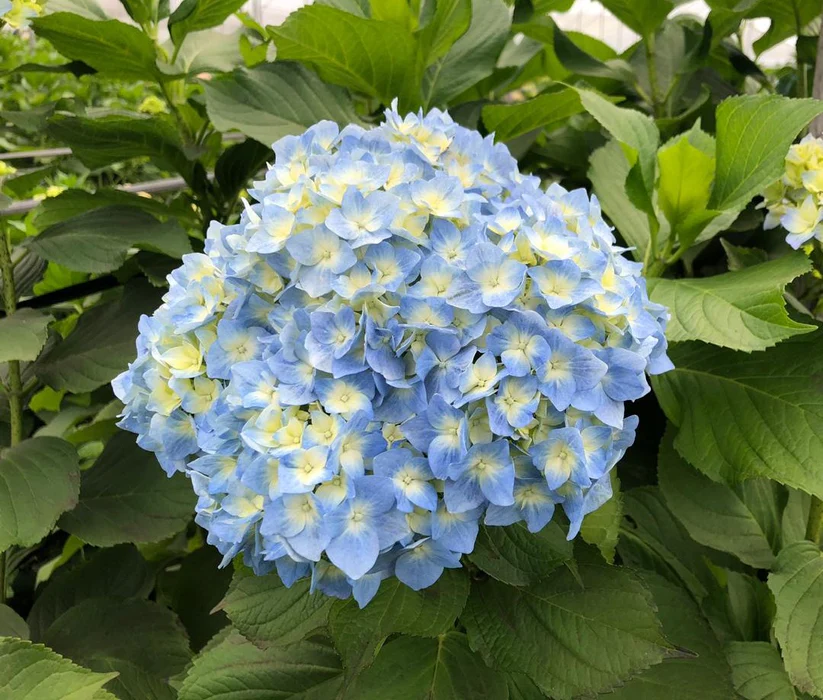 Hydrangea - Premium (Jumbo)