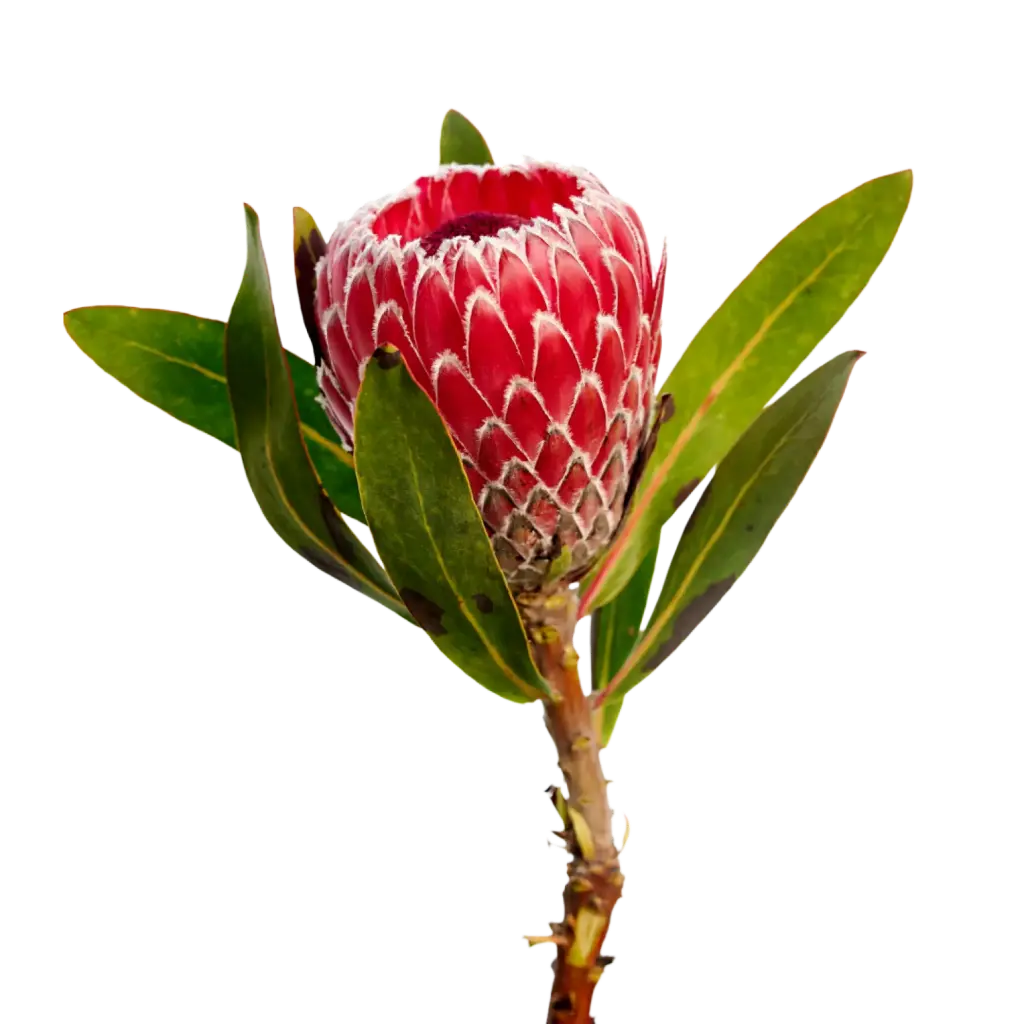 Protea