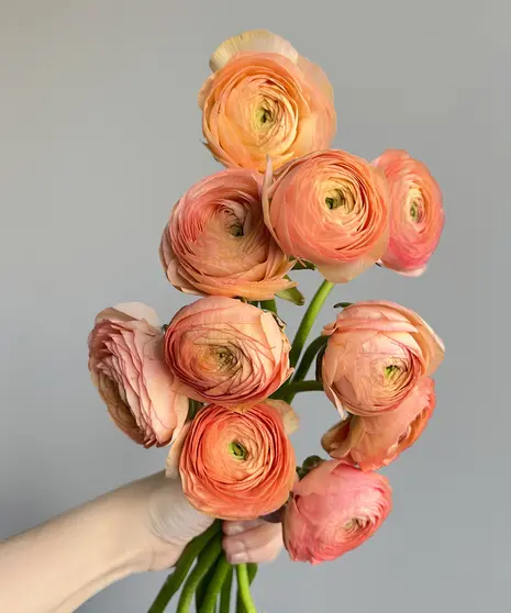 Ranunculus
