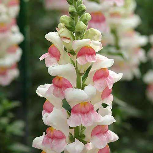 Snapdragons