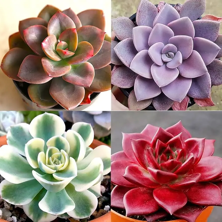 Succulents/Echeveria