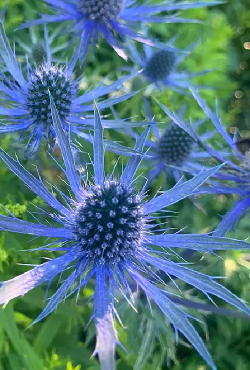 Thistle - Eryngium