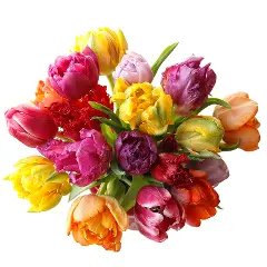 Tulips - Dutch *Novelty*