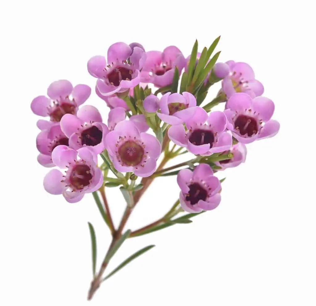 Waxflower