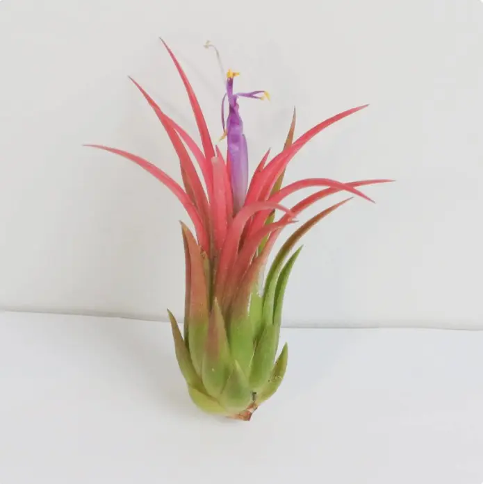 Tillandsia Ionantha Fuego Air Plant , 2-3 Inches
