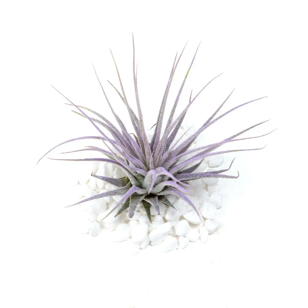 Tillandsia Ionantha Air Plant (Enhanced Lilac)