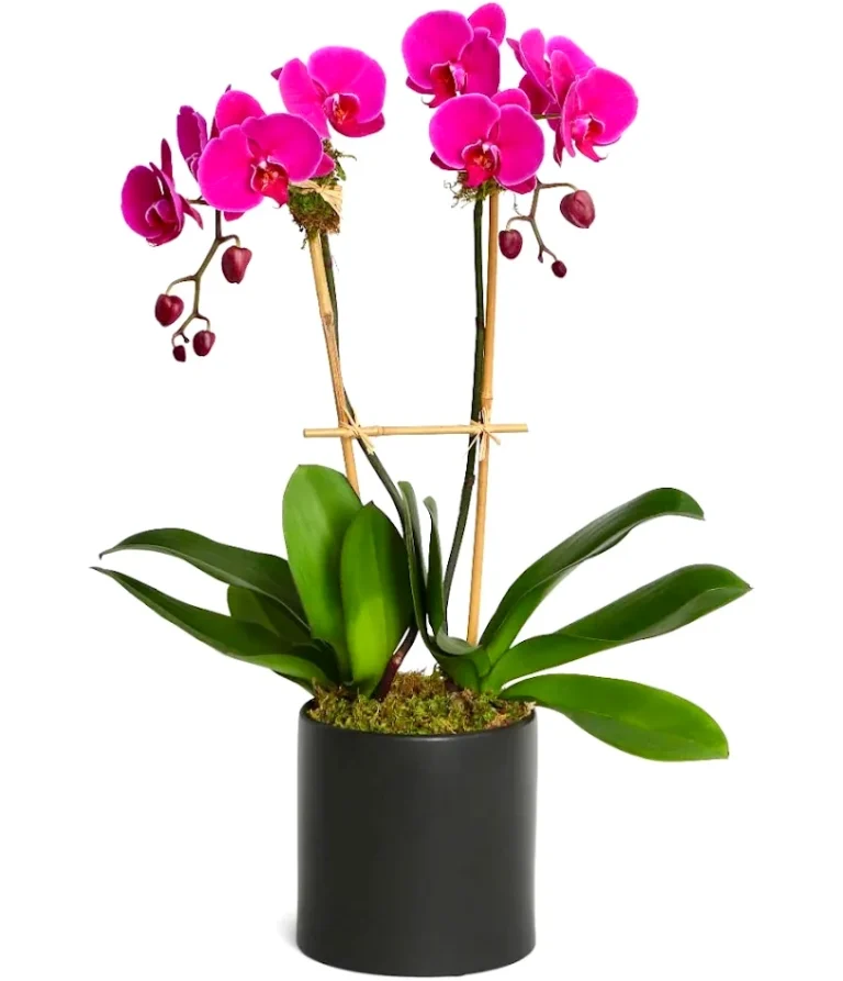 Fuchsia Double Orchid Plant