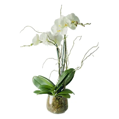 Snow White Double Orchid Plant