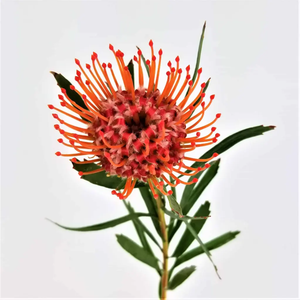 Protea - Pincushion