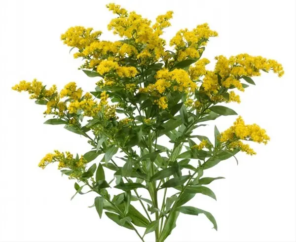 Aster - Solidgao Golden