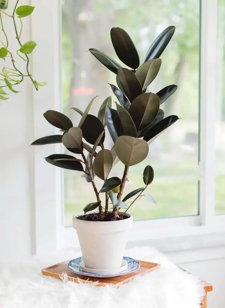 Rubber Plant - 10" 