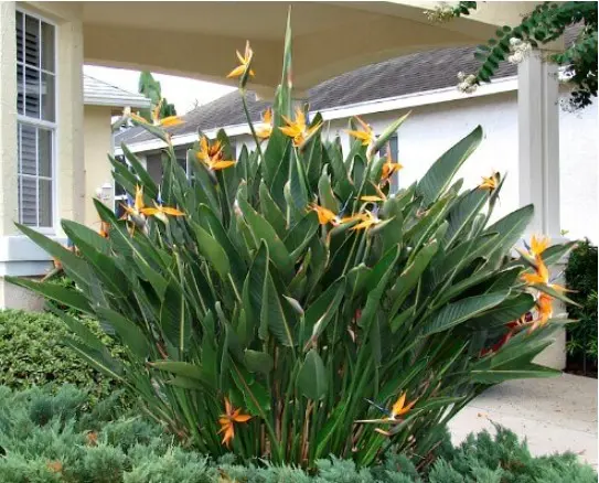 Bird of Paradise - 6" Plant
