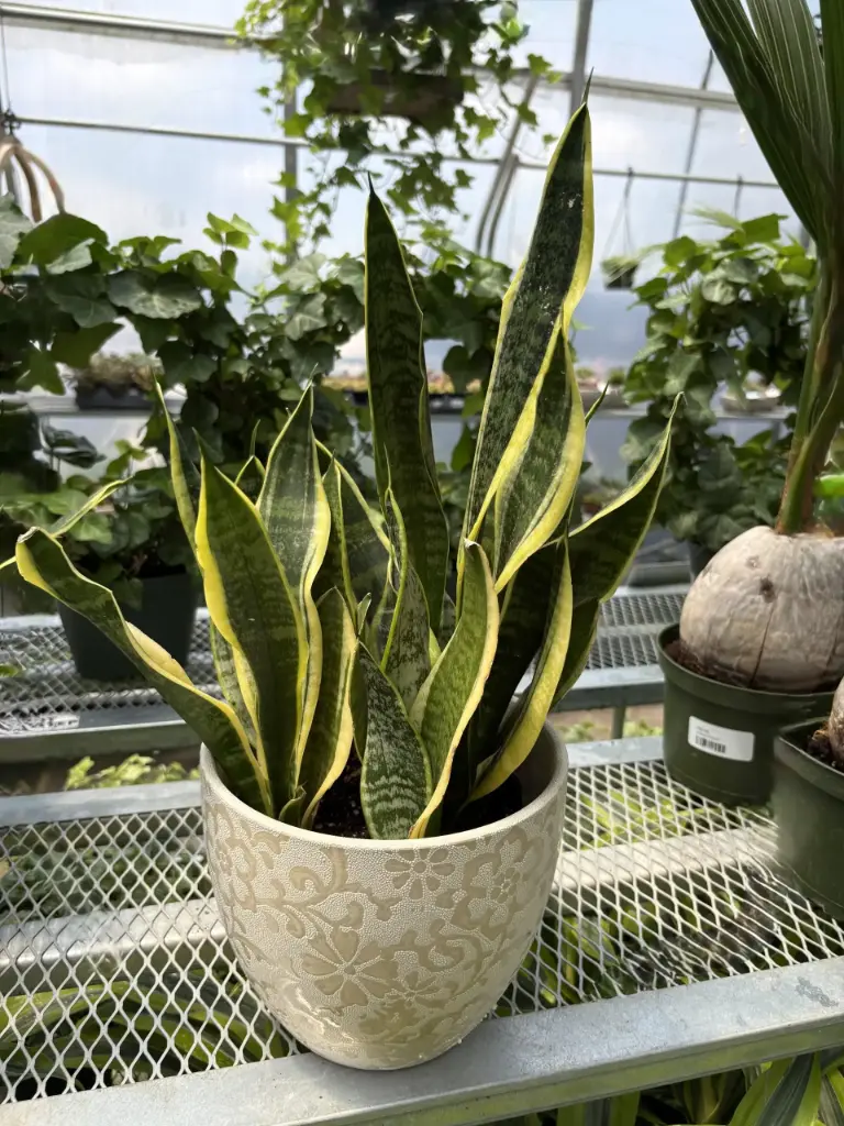 Mother in Law Tongue - 6" Plant