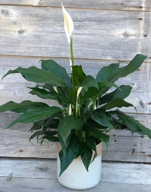 Spath Peace Lily - 6" Plant