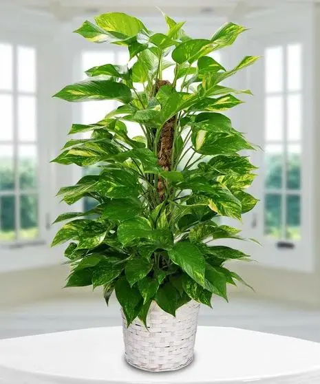 Pothos Pole - 8" Plant 