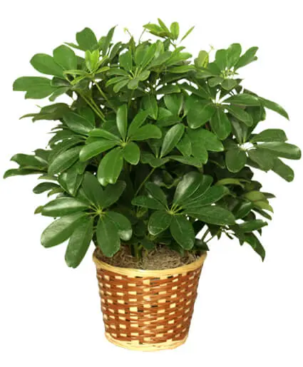 8" Plant Arbicola 