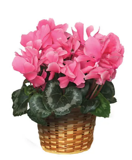 Cyclamen  - 6" Plant