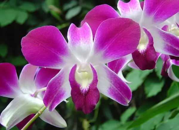 Dendrobium Orchids - Stem