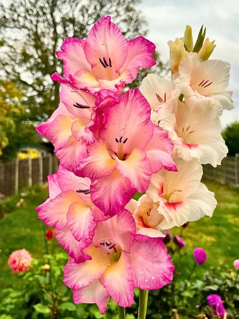 Gladiolus