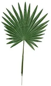 Palm Fans