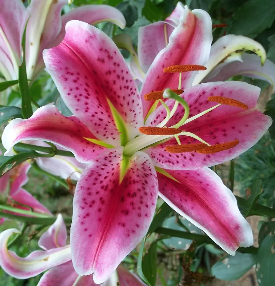 Lily - Pink Oriental